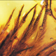 Illustration for article titled Dinosaur Feathers Discovered in Canadian Amber